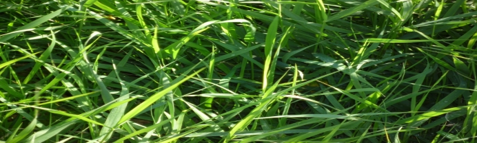 gras sleufsilo sleufsilowanden sleufsilowand sleufsilo's gras opslag